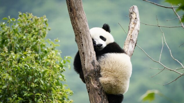 Panda a ja