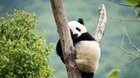 Panda a ja