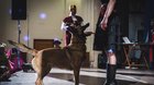 FOTO: Veľký ples malých princezien a princov 2017