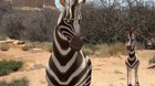 Khumba