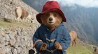 Paddington v džungli