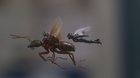 Ant-Man a Wasp