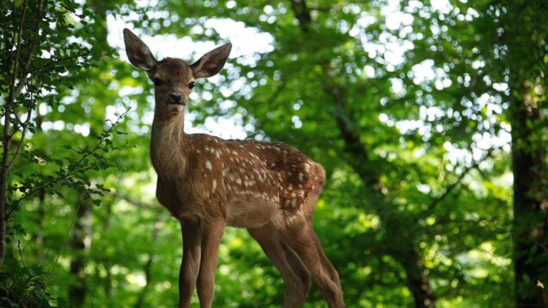 BAMBI: PRÍBEH ZO ŽIVOTA V LESE