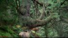 Tajomné Karpaty - Nesmrteľný les
