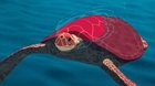 Červená korytnačka