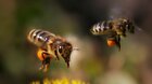 O životě a významu včel