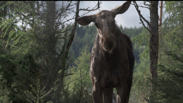 AMOOSED: LOSIA ODYSEA