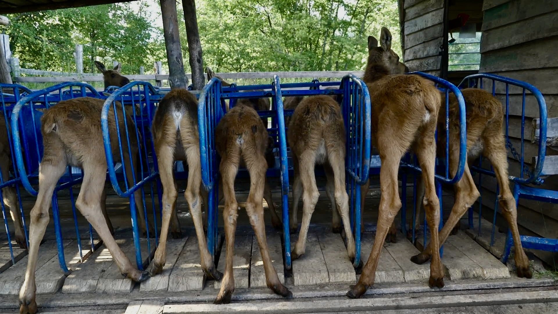 AMOOSED: LOSIA ODYSEA