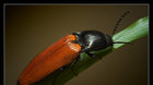 Vlastimil Mihal - makrofotografie hmyzu