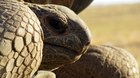 Aldabra: Bol raz jeden ostrov