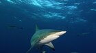 Michal Černý: Kruger park a potápění se žraloky