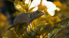 Bufo Alvarius