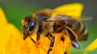 Tlumení nákaz včel