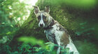 KINO PRO RODINU: Gump – pes, který naučil lidi žít