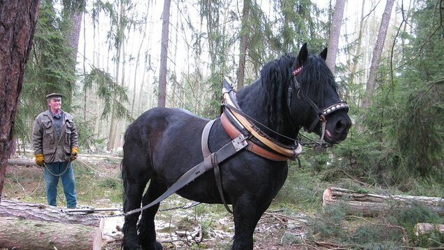 Vyprávění o koních a jejich práci v lese