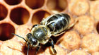 Choroby včel a průběh nemocí
