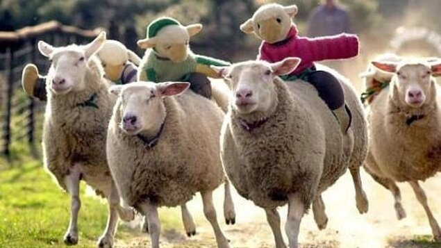 Závodní ovce ~ benefiční koncert
