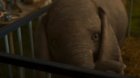 Dumbo