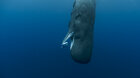 Národ veľrýb