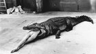 HELMUT NEWTON: NEHANEBNÁ KRÁSA