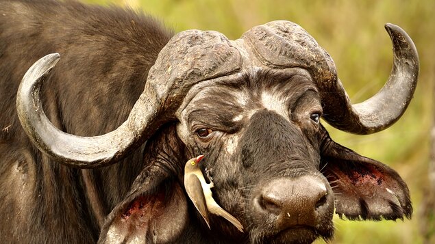 Afrikou z Austrálie do Evropy vlastním obytňákem