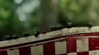 Chrobáčikovia: Údolie stratených mravčekov