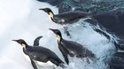 Putovanie tučniakov: Volanie oceánu