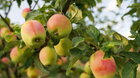 Bielokarpatský ovocný poklad (Plody Dubnických záhrad 2021) + DISKUSIA