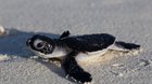 Aldabra: Bol raz jeden ostrov