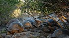 Aldabra: Bol raz jeden ostrov