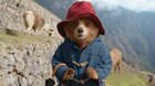 Paddington v džungli