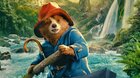 Paddington v džungli