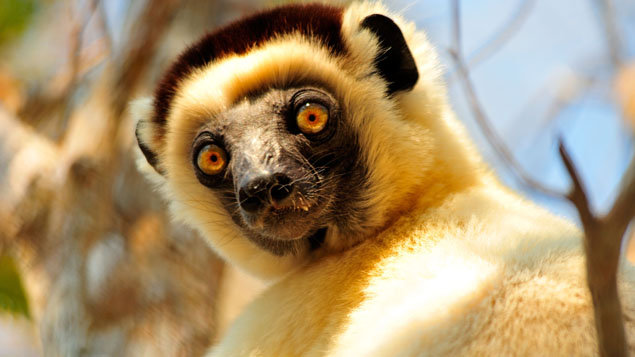 MOTANI: Divoký Madagaskar 