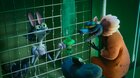 Noc v ZOO: Zombíci na útěku