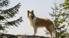 LASSIE SA VRACIA