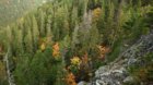 Tajomné Karpaty - Nesmrteľný les