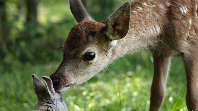 Bambi: Príbeh zo života v lese 