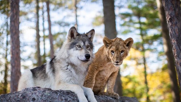 Vlk a lev