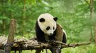 Panda a ja