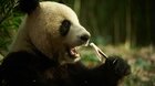 Panda a ja