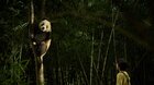 Panda a ja