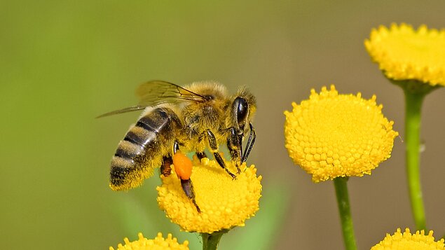 Průvodce včelařským rokem