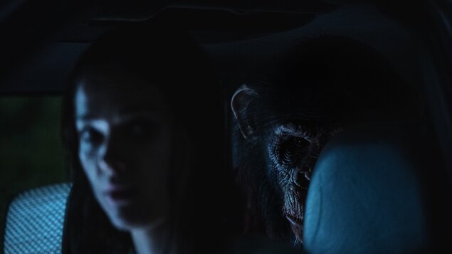 Primát - Ősi ösztön