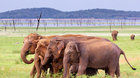 Martin Loew: Srí Lanka - ostrov čaje a slonů
