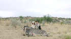 Safari