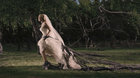 Melancholia