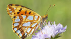Motýle Slovenska