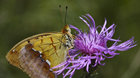 Motýle Slovenska