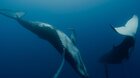 Národ velryb - Projekce zrušena