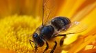 Včely jako důležitá součást lidského života